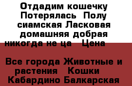 Отдадим кошечку.Потерялась. Полу сиамская.Ласковая,домашняя,добрая,никогда не ца › Цена ­ 1 - Все города Животные и растения » Кошки   . Кабардино-Балкарская респ.